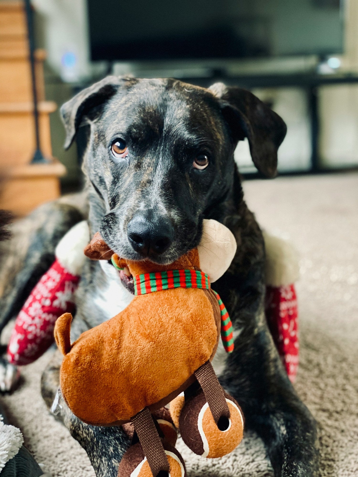 Pet Toys & Accessories
